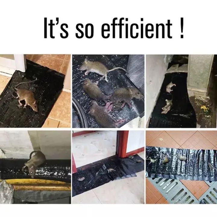 Rat Killing Magic Carpet